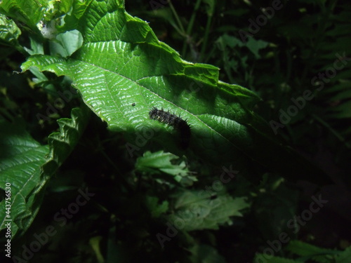 caterpillar