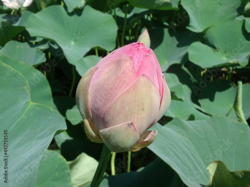 Lotus