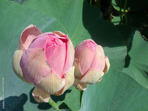 lotus buds