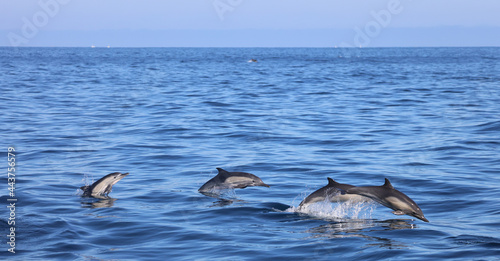 dolphins jumping out the ocean 