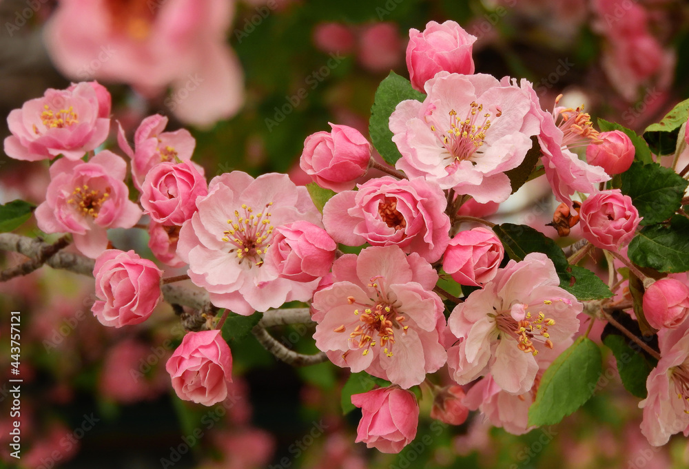 close up of pretty pink crab apple blossoms in spring in broomfield, colorado close up of pretty pink crab apple blossoms in spring in broomfield, colorado