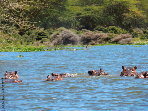 a herd of hippopotamuses  swimming next to a canoe in lake naivasha, kenya, east africa
