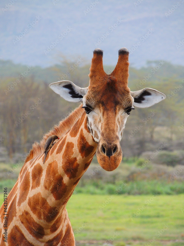 close up of an inquisitive giraffe in maasia mara park, kenya, east africa close up of an inquisitive giraffe in maasia mara park, kenya, east africa