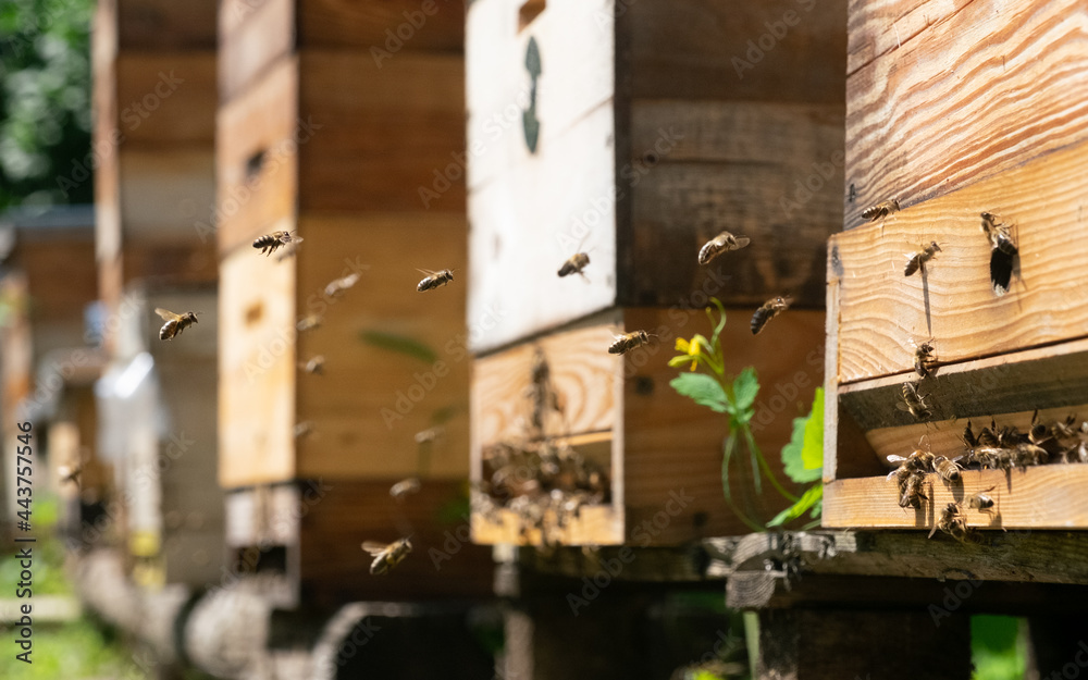 Breeding of bees, raising of queen bees. Honey production. Breeding of bees, raising of queen bees. Honey production.