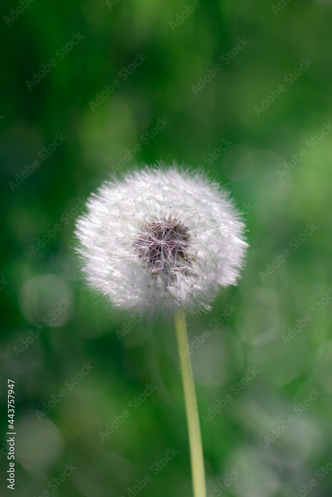 Fototapeta premium Dandelion flower in the green field, selective focus, beautiful bokeh background.