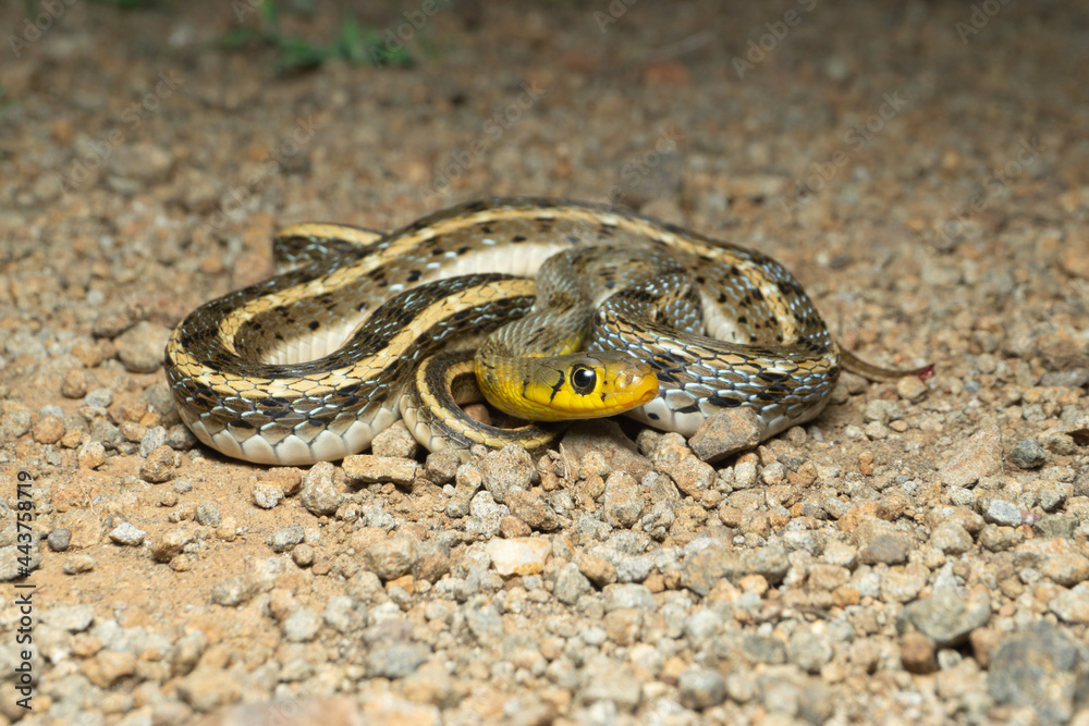Sky blue colour morph of buff striped keelback, Amphiesma stolatum, Satara, Maharashtra, india Sky blue colour morph of buff striped keelback, Amphiesma stolatum, Satara, Maharashtra, india