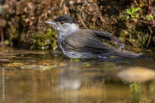 Mönchsgrasmücke (Sylvia atricapilla) Männchen photo