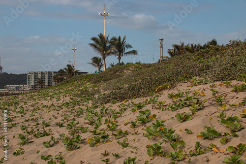 Dune Rehabilition at Durban with Bluff in Background photo