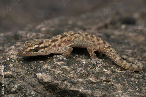 Brookes gecko, Hemidactylus brookii, Satara Maharashtra India