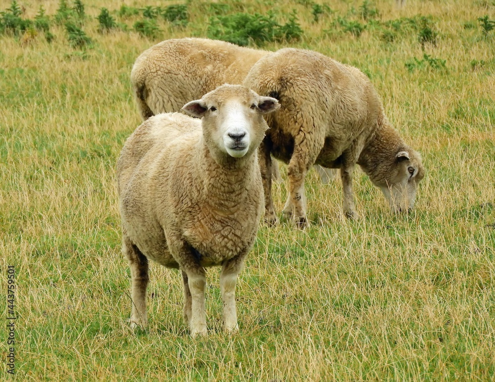 coopworth sheep grazing in picturesque farmlands near balclutha in south otago on the south island of new zealand coopworth sheep grazing in picturesque farmlands near balclutha in south otago on the south island of new zealand