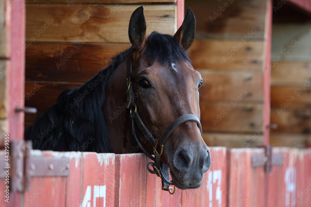 Fototapeta premium Pure Spanish Horse or PRE, portrait against wooden barn background