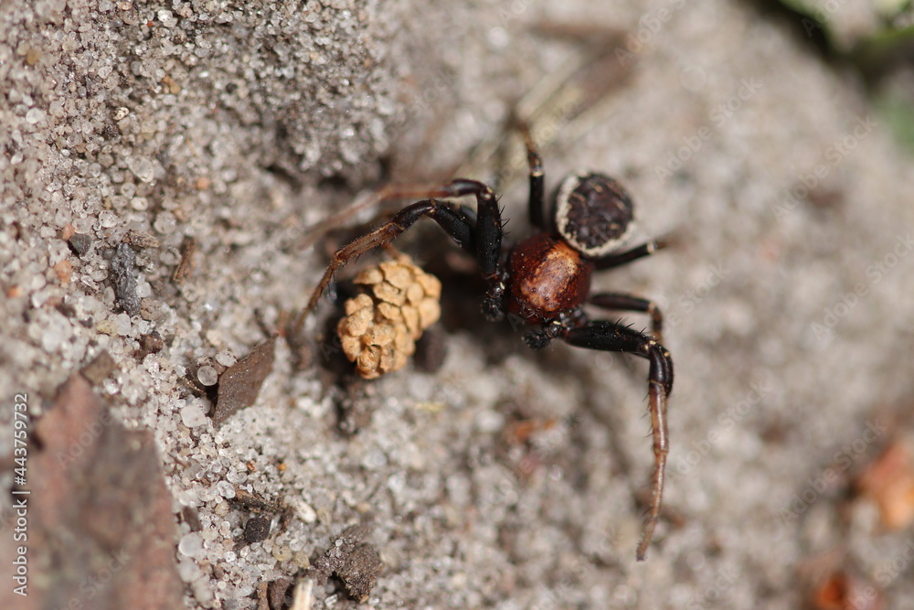 Spider living in the forest. Spider on the sand near the cone. Spider living in the forest. Spider on the sand near the cone.