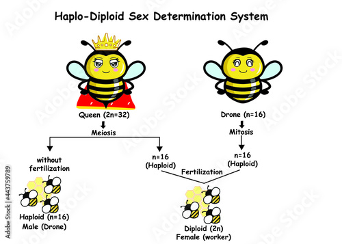 Haplo-diploid sex determination system in honey bees.