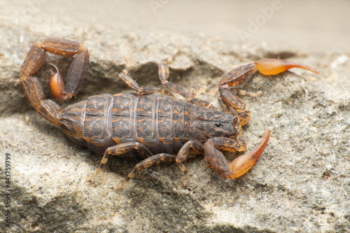 Sri lankan Lychas scorpion, Lychas srilankensis, Satara Maharashtra India