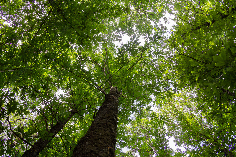 Fototapeta premium Green treetops. Chestnut forest. Foliage.