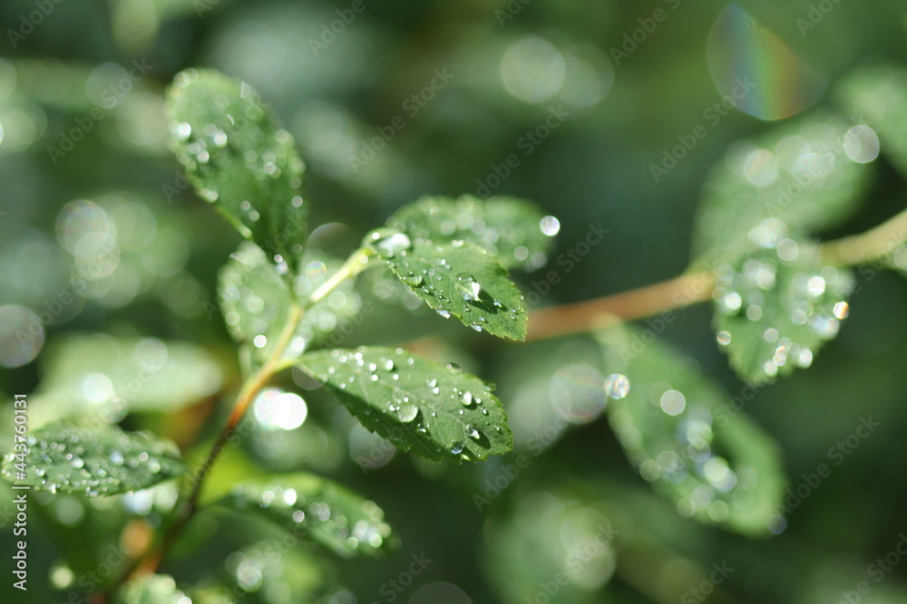 Dew drops on the leaves of a bush in the forest. Dew drops on the leaves of a bush in the forest.