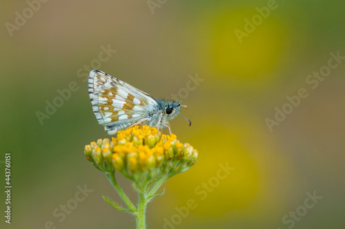 tiny butterfly in yellow flowers, Pyrgus cinarae © kenan