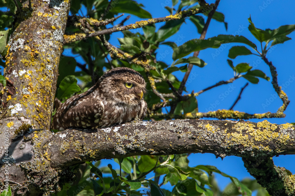 Steinkauz (Athene noctua) Steinkauz (Athene noctua)