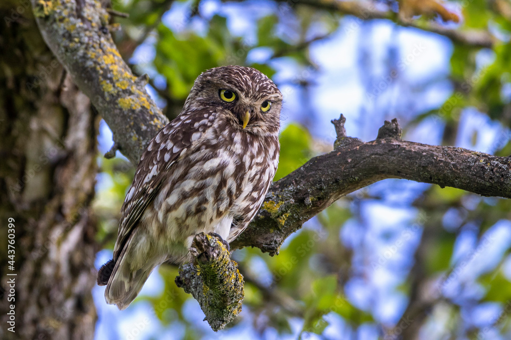 Obraz premium Steinkauz (Athene noctua)