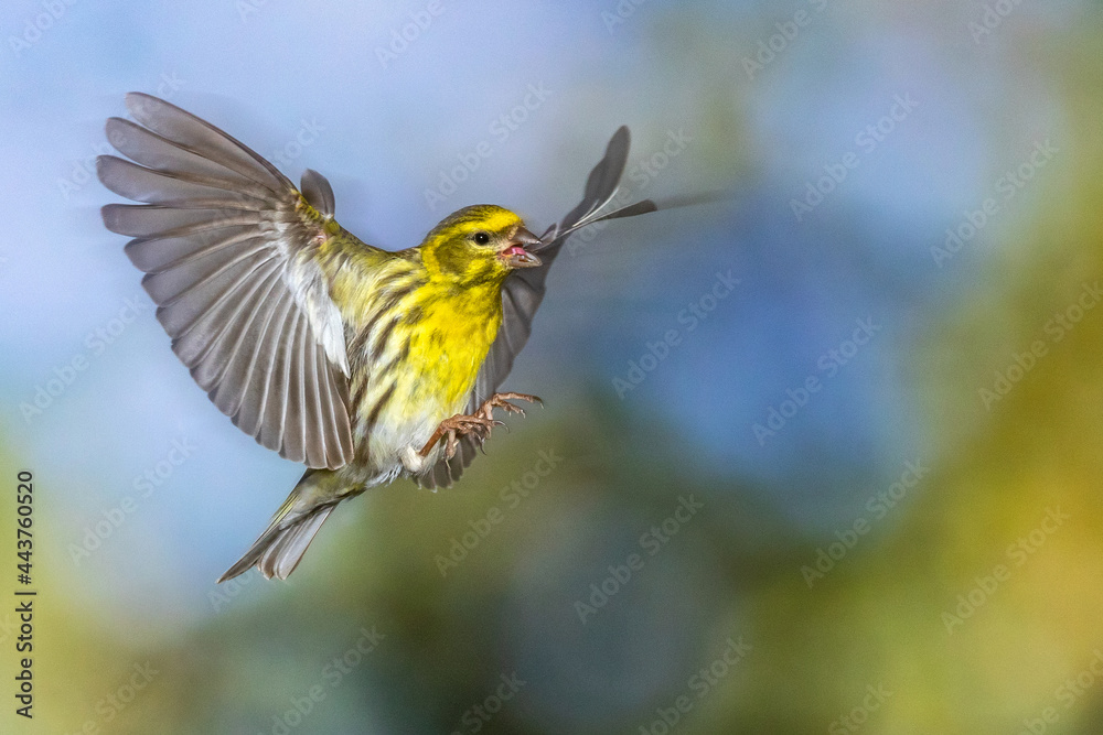 Fototapeta premium Girlitz (Serinus serinus) Männchen