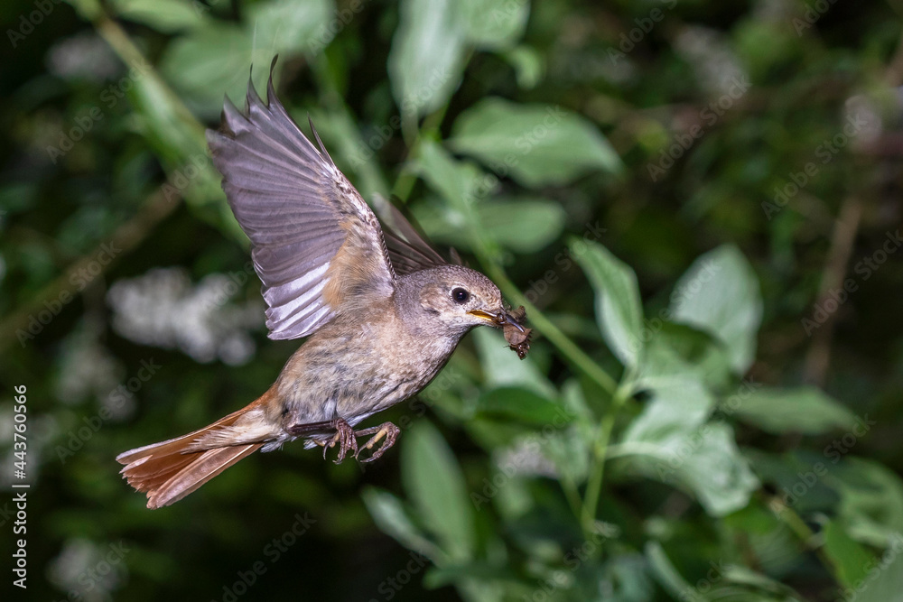 Gartenrotschwanz (Phoenicurus phoenicurus) Weibchen Gartenrotschwanz (Phoenicurus phoenicurus) Weibchen
