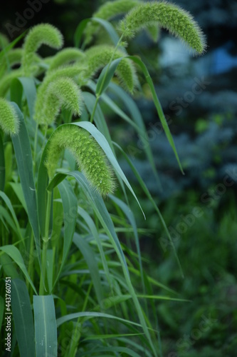 Setaria macrostachya on green garden background. photo