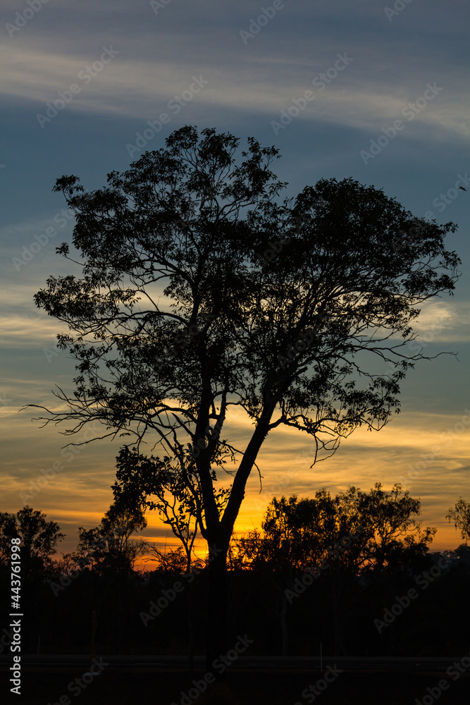 オーストラリア　ダーウィン郊外での夕焼け空と木のシルエット