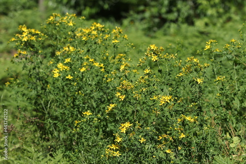 The plant bloomed with yellow flowers in the forest.