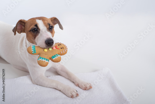 Jack russell terrier dog holds a christmas cookie in his mouth