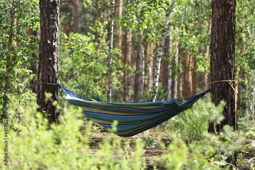 It is good to relax in the forest in a hammock. Camping in a hammock. 