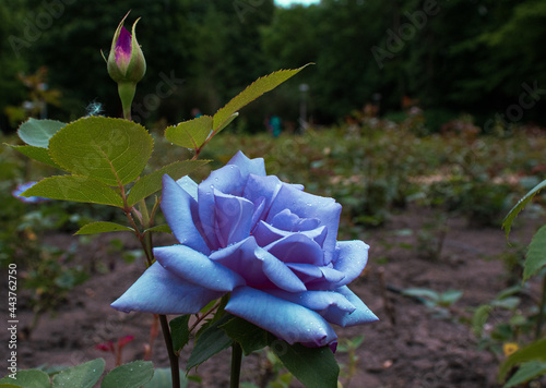 Niebieska róża, kwiat, ogród 