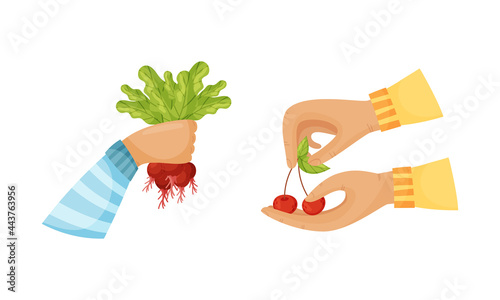 Hands Holding Ripe and Juicy Agricultural Crops Vector Set