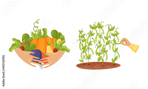 Hands Holding Ripe and Juicy Agricultural Crops Vector Set