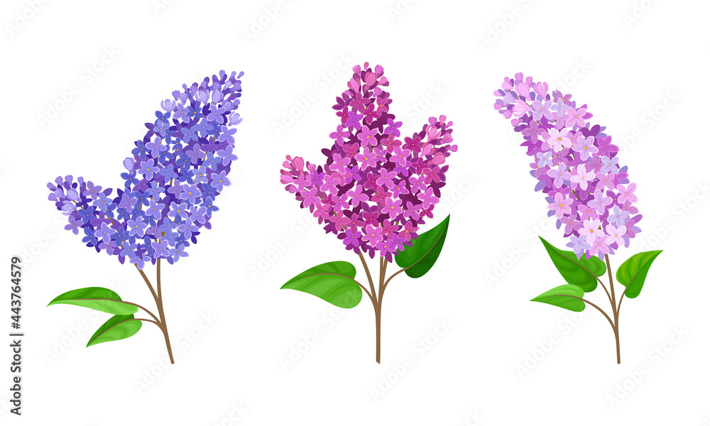 Lilac or Syringa Flowers with Showy Aromatic Blossom on Stem Vector Set