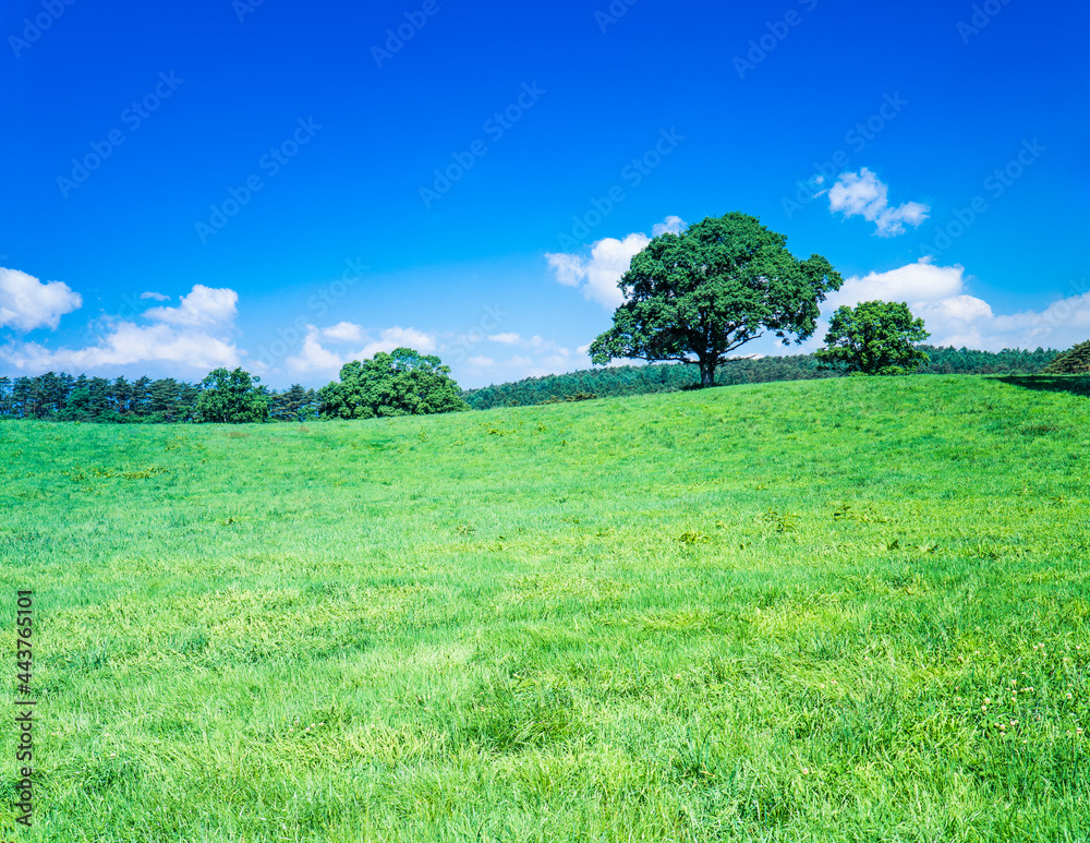 Obraz premium 草原に木