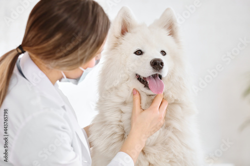 Veterinarian examining Samoyed dog in clinic