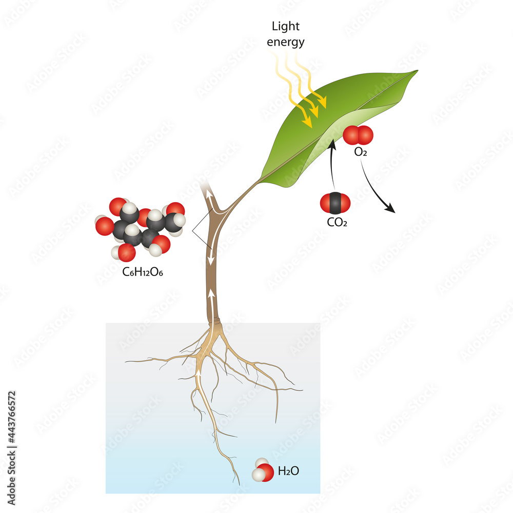 Diagram of plant photosynthesis. Illustration for biology Stock