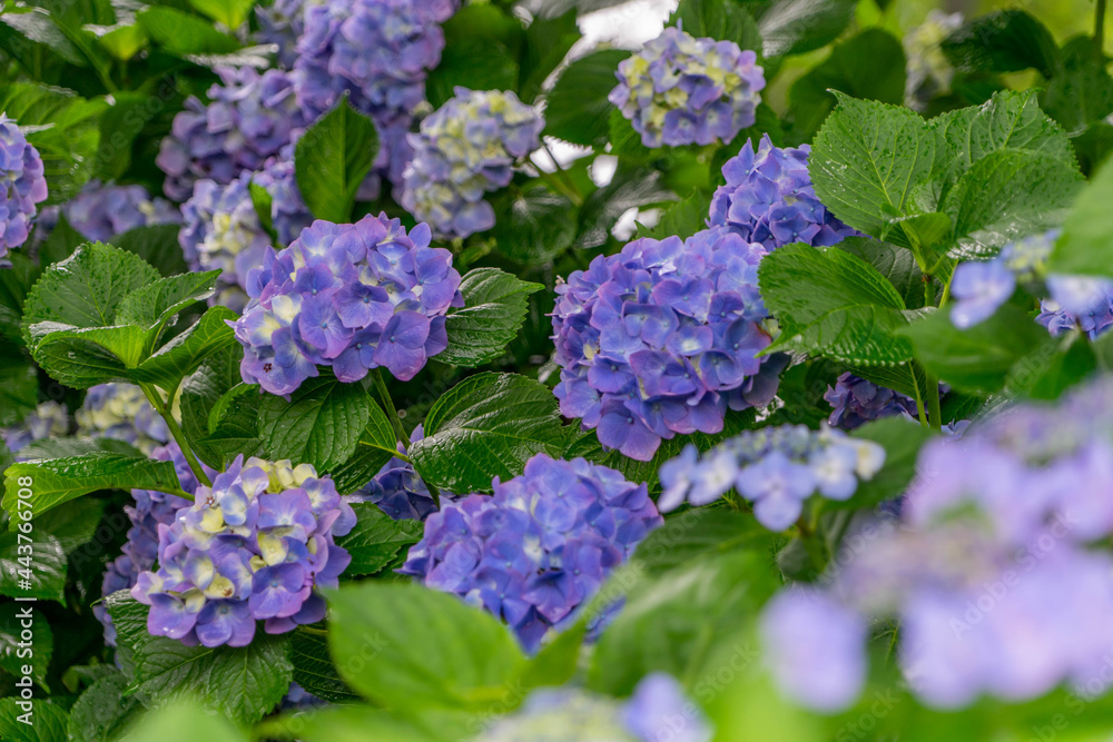 性海寺の紫陽花 性海寺の紫陽花