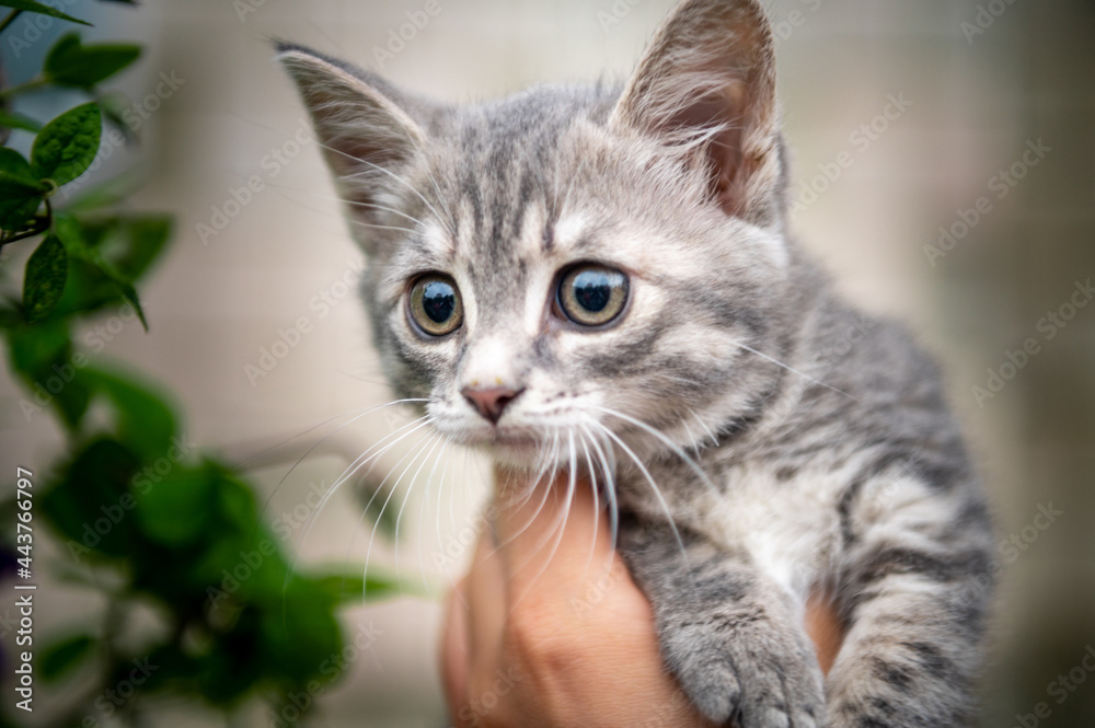 Portrait of a little gray kitten. Gray cat in park daytime lighting