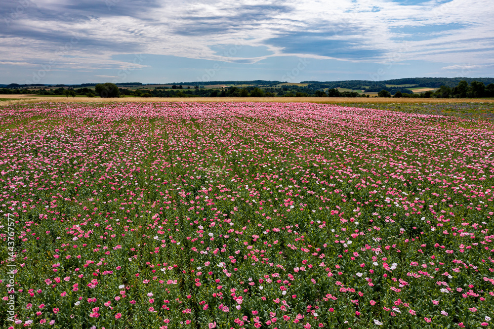 Flowers of an opium poppy field 