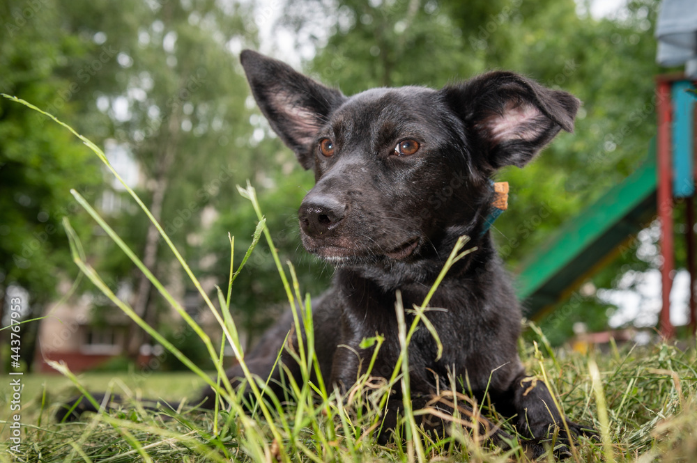 Portrait of a black dog outdoor. Mongrel dog Portrait of a black dog outdoor. Mongrel dog