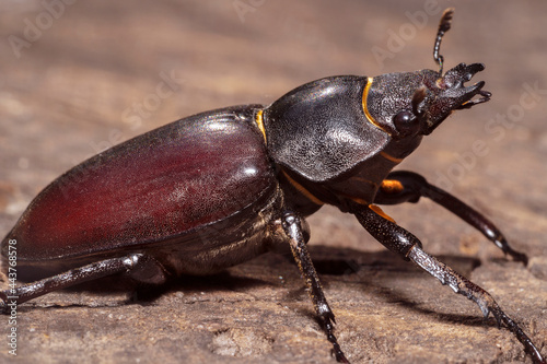 The European stag beetle (Lucanus cervus) on an oak stump, close-up. © Oksana