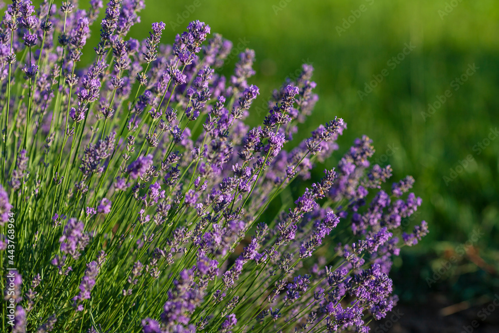 Obraz premium A lush bush of blooming lavender growing in the garden