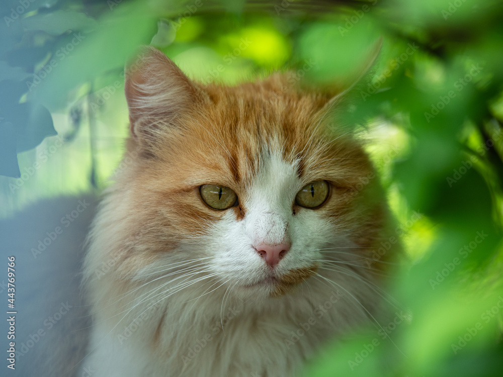 Beautiful Portrait of a Cat Hidden among the Leaves and with Light Brown and White Fur