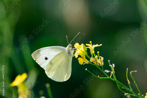 Pieris brassicae butterfly sit on yellow flower, spring summer scene.
cabbage butterfly or cabbage white or 
cabbage moth or large cabbage white