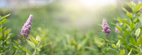 Summer Creative nature background. Blur nature backdrop with flowers and gree...