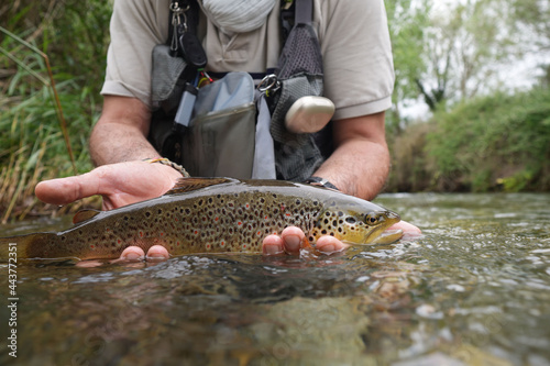 Fototapeta Naklejka Na Ścianę i Meble -  fly fisherman catching a big wild trout in a small river