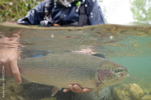 fly fisherman releasing a big wild rainbow trout