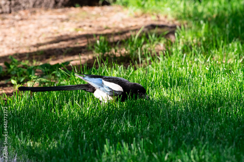 Pica pica bird someone find in green grass plant.
Eurasian magpie on the spring sinrise scene photo