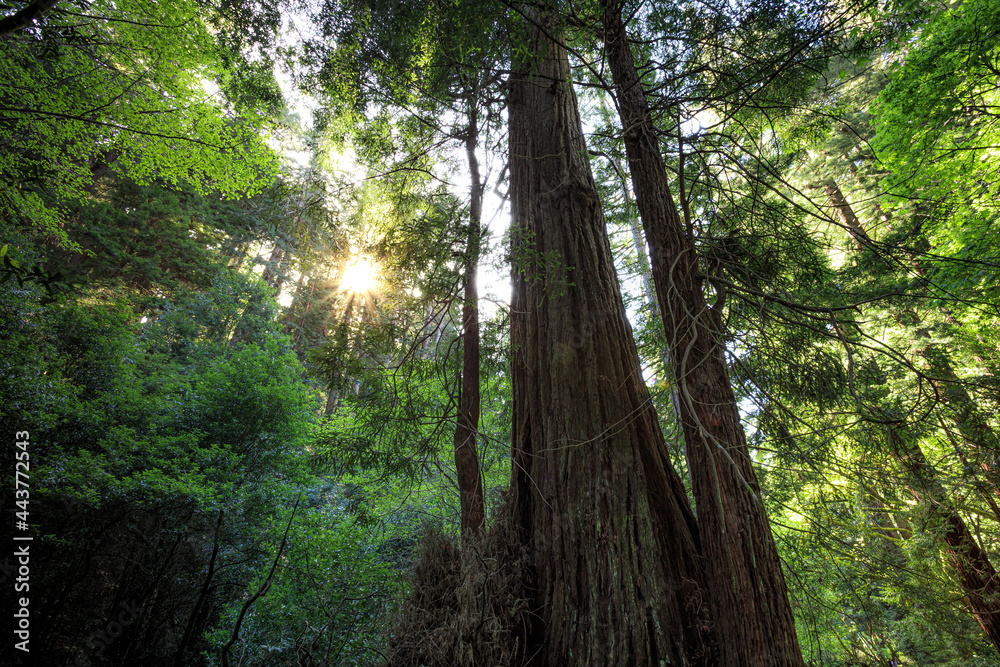 Sunset in the Muir Woods Redwoods, Muir Woods National Monument, California Sunset in the Muir Woods Redwoods, Muir Woods National Monument, California